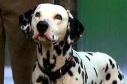 Live action Pongo