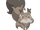 Skwovet