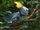 Sobble