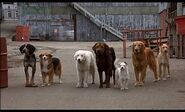 Spike between Riley and Shadow in Riley's gang