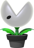Nipper plant potted