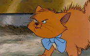 Toulouse hissing