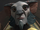 Agruss
