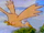 Unidentified Biituian bird