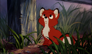 Baby Tod