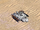 Mobile shield generator