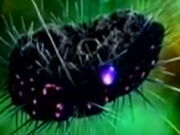 DarkStar