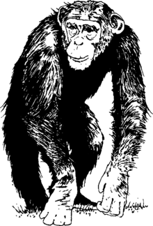 Шимпанзе.png