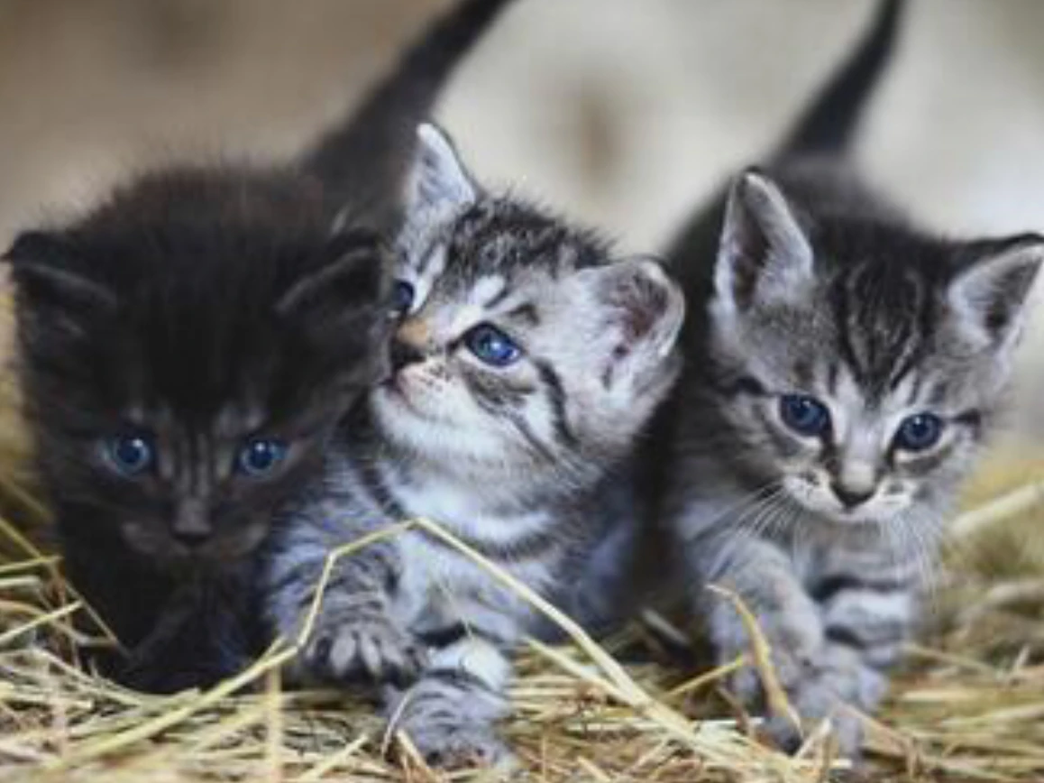 Kits FanMade Warrior Cat Wiki Fandom