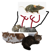 Котлов
