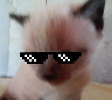 Mixi.jpg