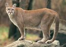 Cougar, one of the introduced species of Nova Island, common in the forests, grasslands and mountains of the island.