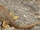 Giant desert iguana (SciiFii)