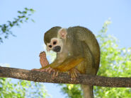 Common squirrel monkey, a species of monkey native to mainland South America, but has been introduced to Dinosaur Paradise in case if the mainland ones become extinct.