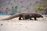 Komodo dragon, a species of monitor lizard that originated from Indonesia. They are negatively impacting some population of native deer and sheep.