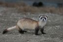 Black-Footed Ferret