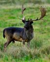 Fallow deer