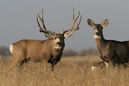 Mule Deer herd