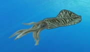 Acanthoteuthis (SciiFii)