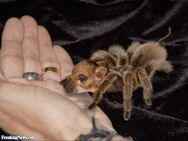 The Spider-Hog is a Hybrid of The Goliath Birdeater and The Domestic Pig.