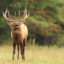 Western elk