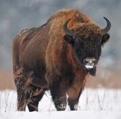 European bison