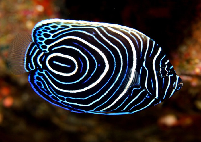 Zebra angelfish deals