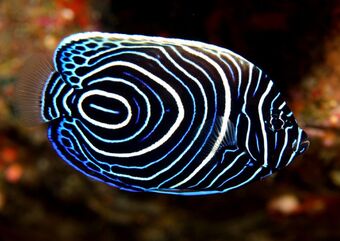 Striped Zebra Angelfish | Fanon Wiki | Fandom