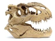 A Ancient Vastosaurus Rex Skull From 44 Million Years Ago