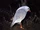 American kagu (SciiFii)