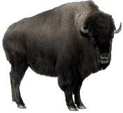 Arctic bison