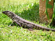 Argentine black and white tegu, a species of large lizard native to South America. They are omnivorous, with invasive ones in California feeding on native and nonnative small animals, they also feed on fruits and even crops.