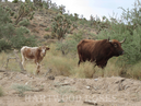 Western cattle and her young