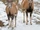American mouflon (SciiFii)