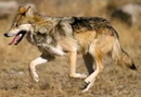 Texas wolf (Canis lupus monstrabilis)