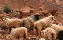 A feral sheep herd