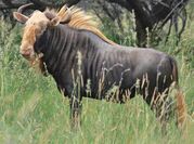 Golden Wildebeest