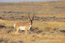 Pronghorn