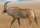 Roan antelope, one of the introduced species of Panthalassa Island, common in the grasslands of the island.