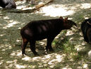 Mountain tapir