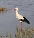 European white stork in a former school playground