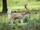 African Fallow Deer