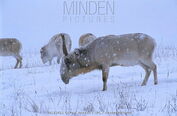 Siberian saiga antelope