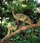 A pair of monkeyguanas, a species of dinosaur-like relatives of iguanas that fills a similar niche to Madagascar's lemurs, having an arboreal lifestyle, feeding on insects and fruit, and are somewhat social, they are thriving when global warming is continuing, unlike most other tropical rainforest animals