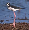 Black necked stilt