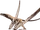 Campylognathoides (SciiFii)