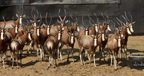 Blesbok herd