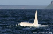 Albino Killer Whale appeared on the island.