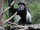 American colobus lemur (SciiFii)