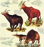 Hornhead, a group of horned moose-like bovines that fills a similar niche to antelopes, deer, and large cattle species